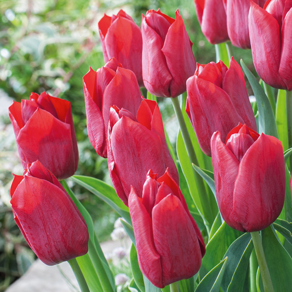 Tulip Pallada Tulip Pallada