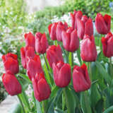 Tulip Pallada Tulip Pallada