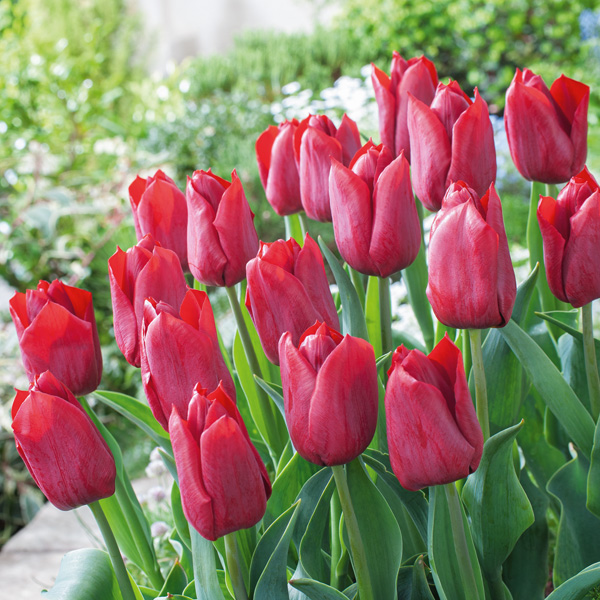 Tulip Pallada Tulip Pallada