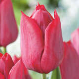 Tulip Pallada Tulip Pallada