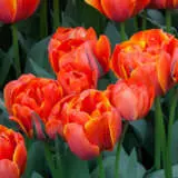 Tulip Queensday Pktulqda - Garden Express Australia
