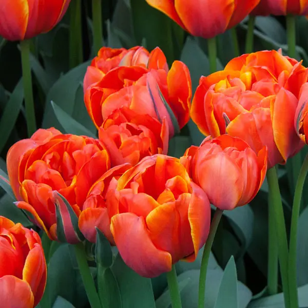 Tulip Queensday