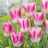 Tulip Royal Ten 2 Pktulrte 2026 - Garden Express Australia