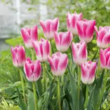 Tulip Royal Ten Tulip Royal Ten