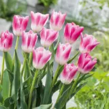 Tulip Royal Ten Tulip Royal Ten