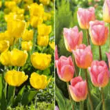 Tulip Triumph Duo 2 2023 Coltultrd2 - Garden Express Australia