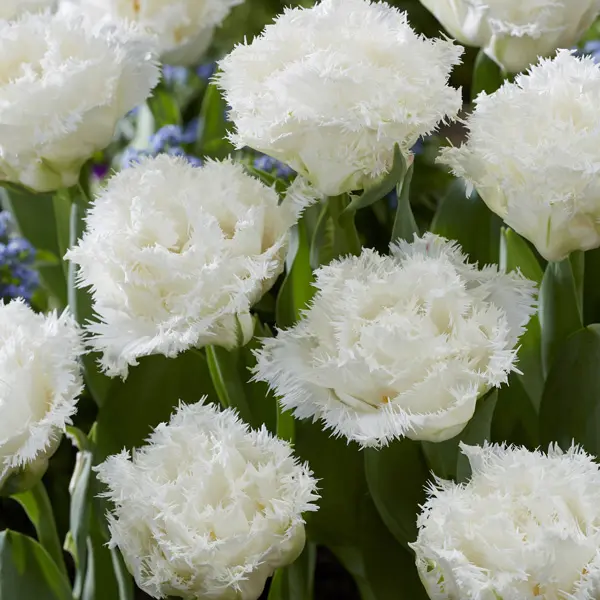 Tulip White Ice