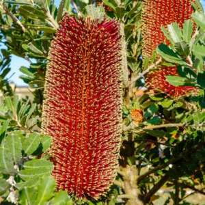 Banksia Praemorsa Red Dawn Pplbanprd - Garden Express Australia