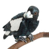 Aussie Birds Pot Sitter- Magpie
