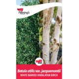 Betula – White Barked Himalayan Birch P20betwhb - Garden Express Australia