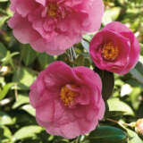 Camellia Elegant Beauty Lpocamebe - Garden Express Australia