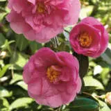 Camellia Elegant Beauty Lpocamebe - Garden Express Australia