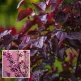 Cercis Melot P20cermer - Garden Express Australia