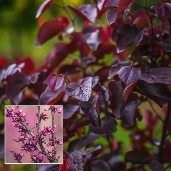 Cercis Merlot (pbr)