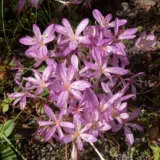 Colchicum Cilicicum Pkcolcil - Garden Express Australia