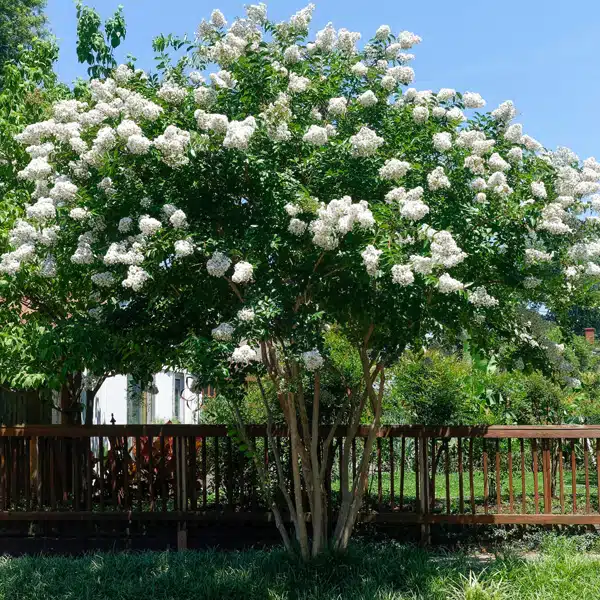 Crepe Myrtle Natchez Crepe Myrtle Natchez