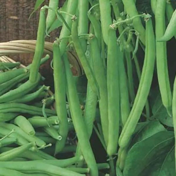 Seed – Dwarf Bean Bountiful Baby