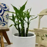Lucky Bamboo 5 Canes - Garden Express Australia