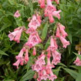 Penstemon Hidcote Pink P75penhpi - Garden Express Australia