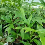 Philodendron Cinderella P10phicin - Garden Express Australia