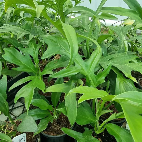 Philodendron Cinderella