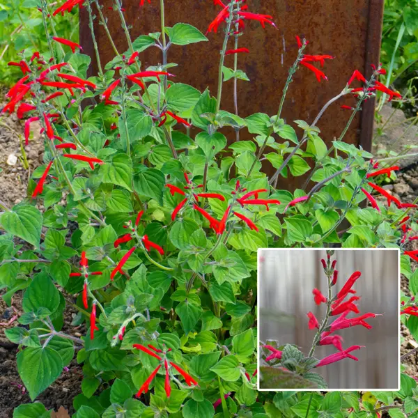 Salvia Pineapple Sage