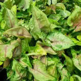 Syngonium Dwarf Princess P10syndpr - Garden Express Australia