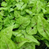 Syngonium Golden Allusion P10syngal - Garden Express Australia