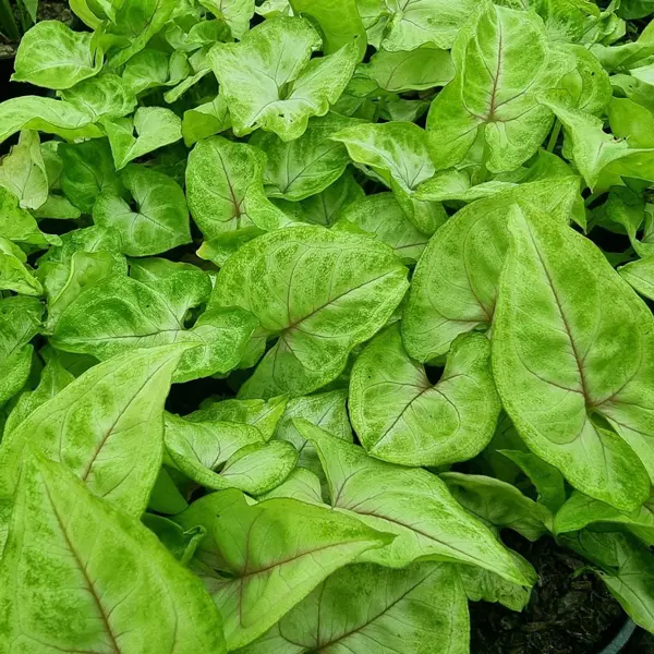 Syngonium Golden Allusion