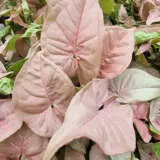 Syngonium Red Heart 1 P10synrhe - Garden Express Australia