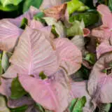 Syngonium Red Heart Syngonium Red Heart