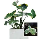 Alocasia Mickey Mouse P17alommo - Garden Express Australia
