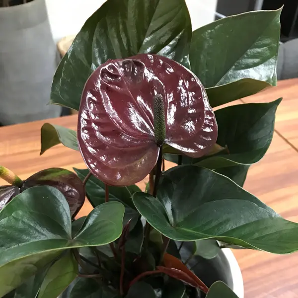 Anthurium Black