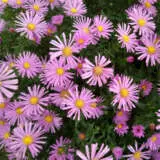 Aster Novi Belgii Pink P68astpin - Garden Express Australia