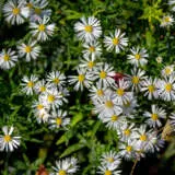Aster White Easter Daisy P68astwhi - Garden Express Australia