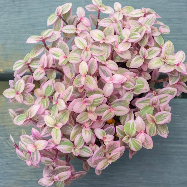 Callisia Pink Panther - Garden Express