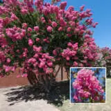 Crepe Myrtle Sioux Lpocmysio - Garden Express Australia