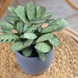 Ctenanthe Amagris P10cteama - Garden Express Australia