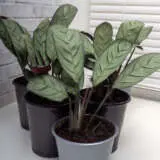 Ctenanthe Grey Star 2023 P10ctegst - Garden Express Australia