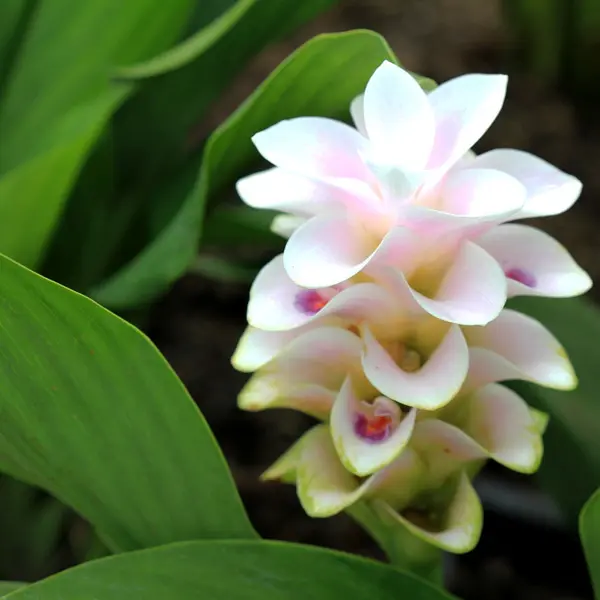 Curcuma Anna Paulowna