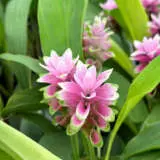 Curcuma Twister 2 P10curtwi - Garden Express Australia