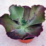 Echeveria Fire And Ice P68echfai - Garden Express Australia