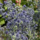 Eryngium Sea Holly P68erysho - Garden Express Australia