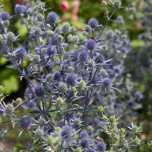 Eryngium Sea Holly