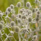 Eryngium Sea Holly White Glitter P68erywgl - Garden Express Australia