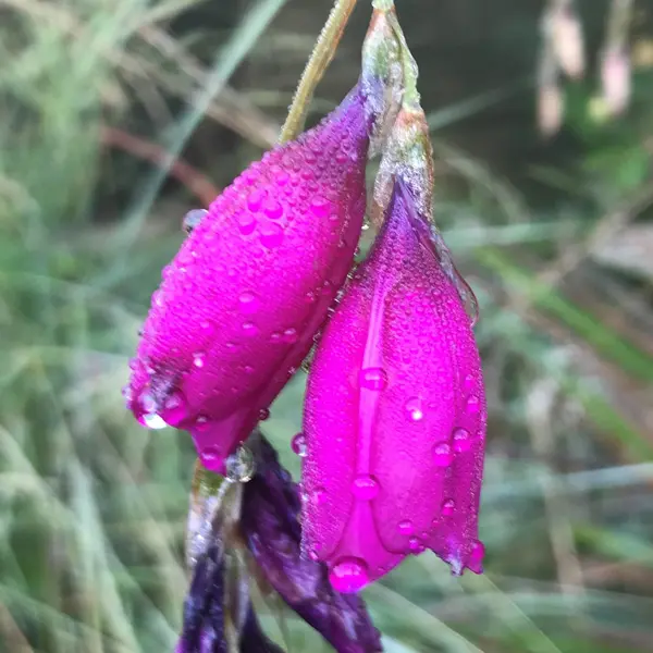 Fairy Fishing Rod Port Wine Fairy Fishing Rod Port Wine