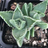 Faucaria White Spotted Jaws