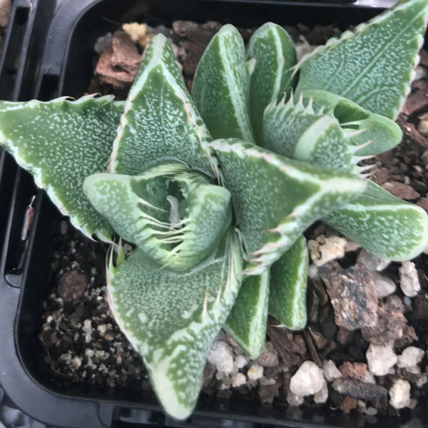 Faucaria White Spotted Jaws