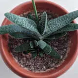 Gasteria P68gaster - Garden Express Australia