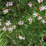 Gaura Dwarf Butterfly Bush Gaura Dwarf Butterfly Bush